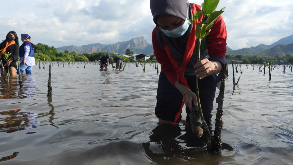 Mangroven Aufforstung Indonesien